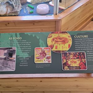 Smithsonian 2/22 - Amazonia, Guinea pigs