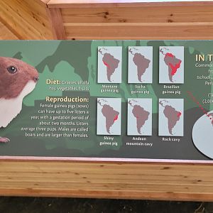 Smithsonian 2/22 - Amazonia, Guinea pigs