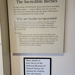 Smithsonian 2/22 - Amazonia, The Incredible Beetles