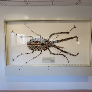 Smithsonian 2/22 - Amazonia, The Incredible Beetles