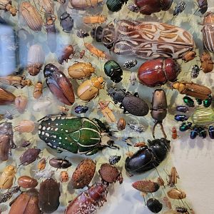 Smithsonian 2/22 - Amazonia, The Incredible Beetles close up