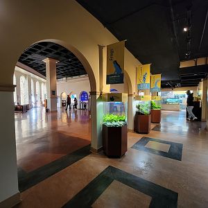 Smithsonian 2/22 - Amazonia, Amphibians