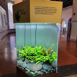 Smithsonian 2/22 - Amazonia, African clawed frogs