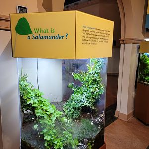 Smithsonian 2/22 - Amazonia, California tiger salamander