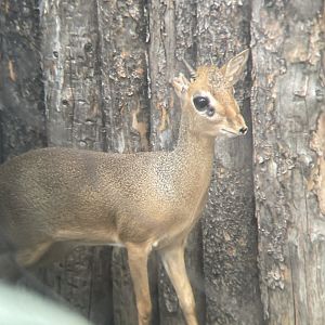 Kirk’s Dik-dik