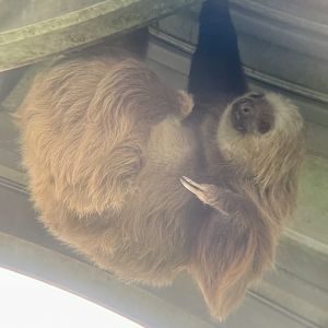 Hoffman’s Two-toed Sloth