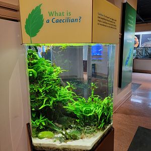 Smithsonian 2/22 - Amazonia, Typhlonectes natans caecilian