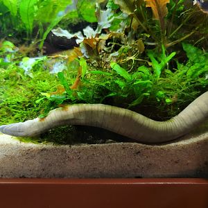 Smithsonian 2/22 - Amazonia, Typhlonectes natans caecilian