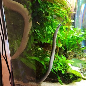 Smithsonian 2/22 - Amazonia, Typhlonectes natans caecilian