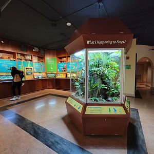 Smithsonian 2/22 - Amazonia, Frogs