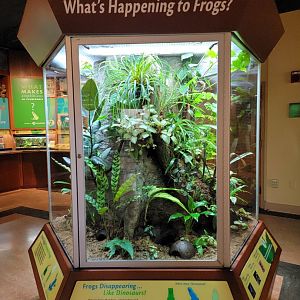 Smithsonian 2/22 - Amazonia, Dyeing and yellow-banded poison dart frogs