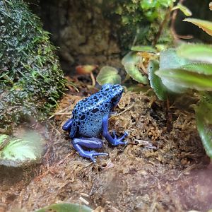 Smithsonian 2/22 - Amazonia, Dyeing poison dart frog