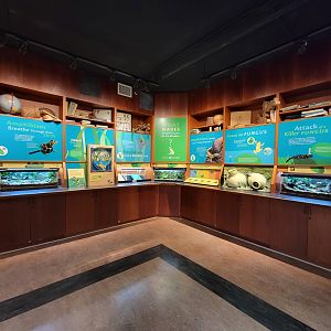 Smithsonian 2/22 - Amazonia, Amphibians