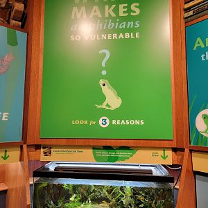 Smithsonian 2/22 - Amazonia, What makes amphibians so vulnerable?