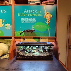 Smithsonian 2/22 - Amazonia, golden poison dart frog