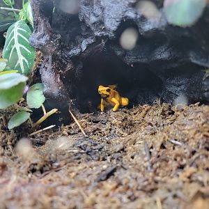 Smithsonian 2/22 - Amazonia, golden poison dart frog