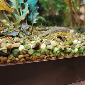 Smithsonian 2/22 - Amazonia, Eastern red-spotted newt