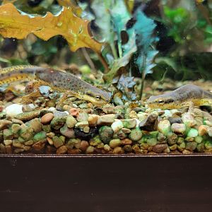 Smithsonian 2/22 - Amazonia, Eastern red-spotted newts