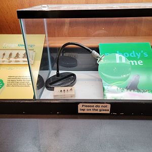 Smithsonian 2/22 - Amazonia, Frogs undergo metamorphasis