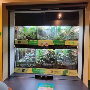 Smithsonian 2/22 - Amazonia, Strawberry poison dart frogs, blue-phase dyeing pdfs, and african clawed frogs