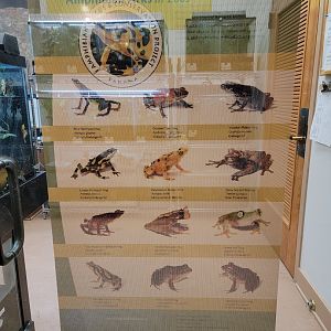 Smithsonian 2/22 - Amazonia, Amphibian Rescue & Conservation Project Panama poster