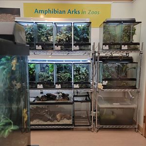 Smithsonian 2/22 - Amazonia, Amphibian Ark in zoos