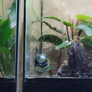 Smithsonian 2/22 - Amazonia, Close up of Amphibian Ark tanks, blessed poison dart frog