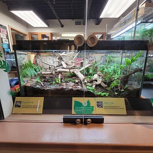 Smithsonian 2/22 - Amazonia, Fowler's toad and gray tree frog