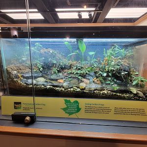 Smithsonian 2/22 - Amazonia, Panamanian golden frog