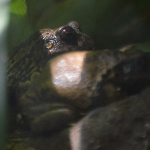 Gastrotheca riobambae