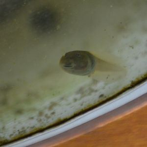 Gastrotheca riobambae tadpole