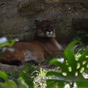 Puma concolor concolor