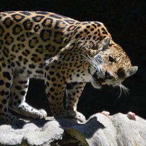 Panthera onca