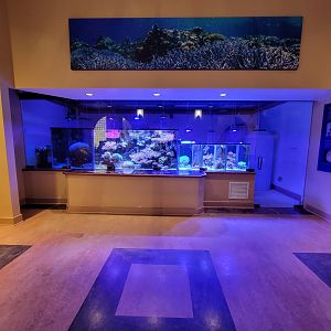 Smithsonian 2/22 - Amazonia, Coral Lab