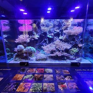 Smithsonian 2/22 - Amazonia, Coral Lab main tank