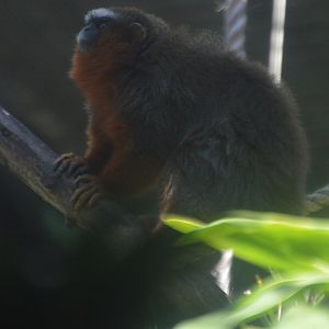 Plecturocebus discolor