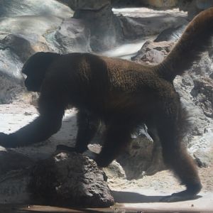 Lagothrix lagotricha lagothrica