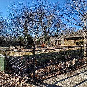 Smithsonian 2/22 - Patagonian mara