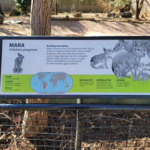 Smithsonian 2/22 - Patagonian mara