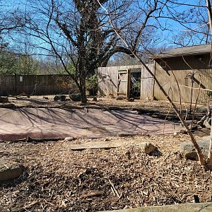 Smithsonian 2/22 - Patagonian mara