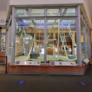 Smithsonian 2/22 - Think Tank, orangutan indoor area