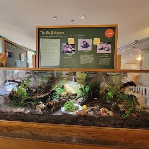 Smithsonian 2/22 - Think Tank, hermit crabs