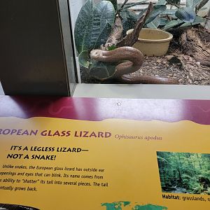 Smithsonian 2/22 - See, no legs! Sheltopusik (outdated sign)