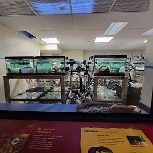 Smithsonian 2/22 - Appalachian Salamander Lab
