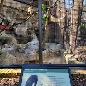 Smithsonian 2/22 - Small Mammal House, black howlers behind building