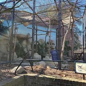 Smithsonian 2/22 - Small Mammal House, coati behind building