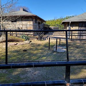 Smithsonian 2/22 - Bennett's wallaby