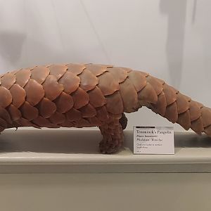 Harvard Museum (2022) - Pangolin taxidermy