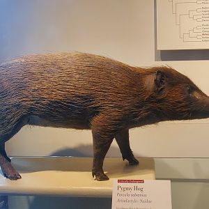 Harvard Museum (2022) - Pygmy Hog taxidermy