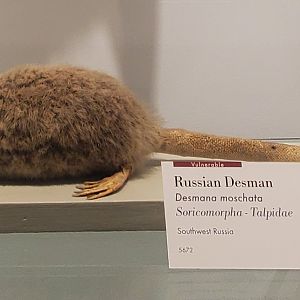 Harvard Museum (2022) - Russian Desman taxidermy